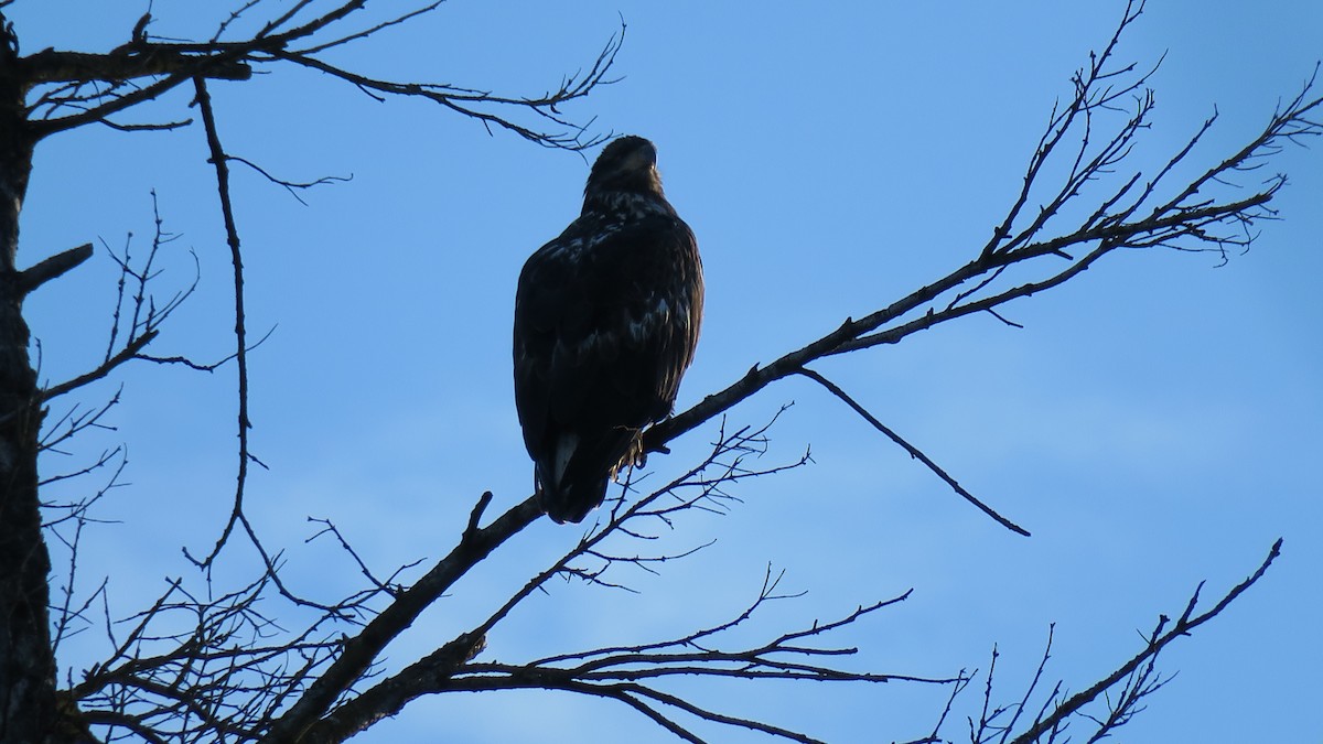 Itsas arrano buruzuria - ML647367533