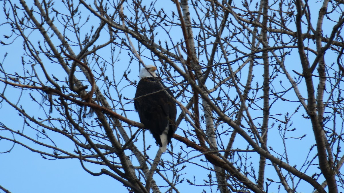 Itsas arrano buruzuria - ML647367534