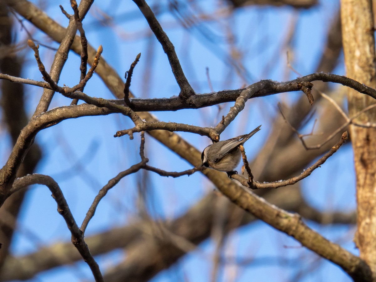 Carolina Chickadee - ML647367547