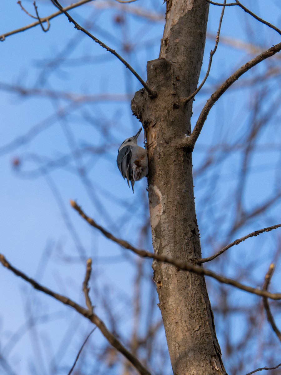 Weißbrustkleiber - ML647367553