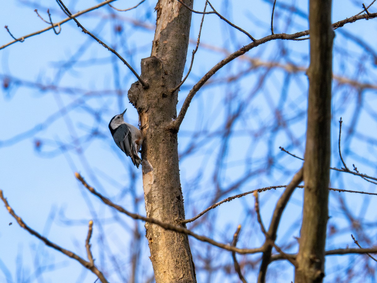 Weißbrustkleiber - ML647367555