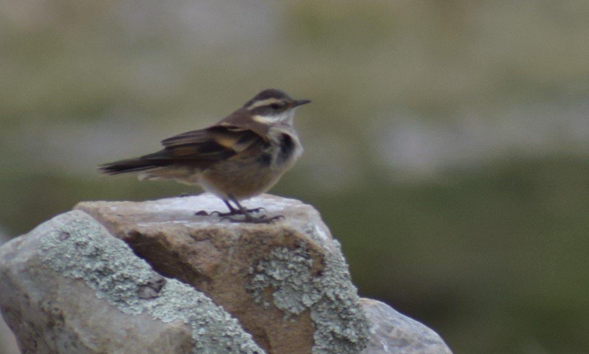 White-winged Cinclodes - ML647367556