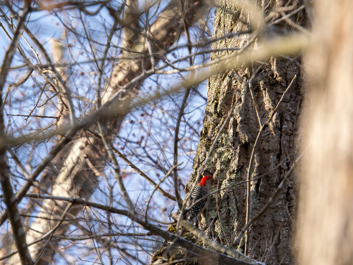 Red-bellied Woodpecker - ML647367573