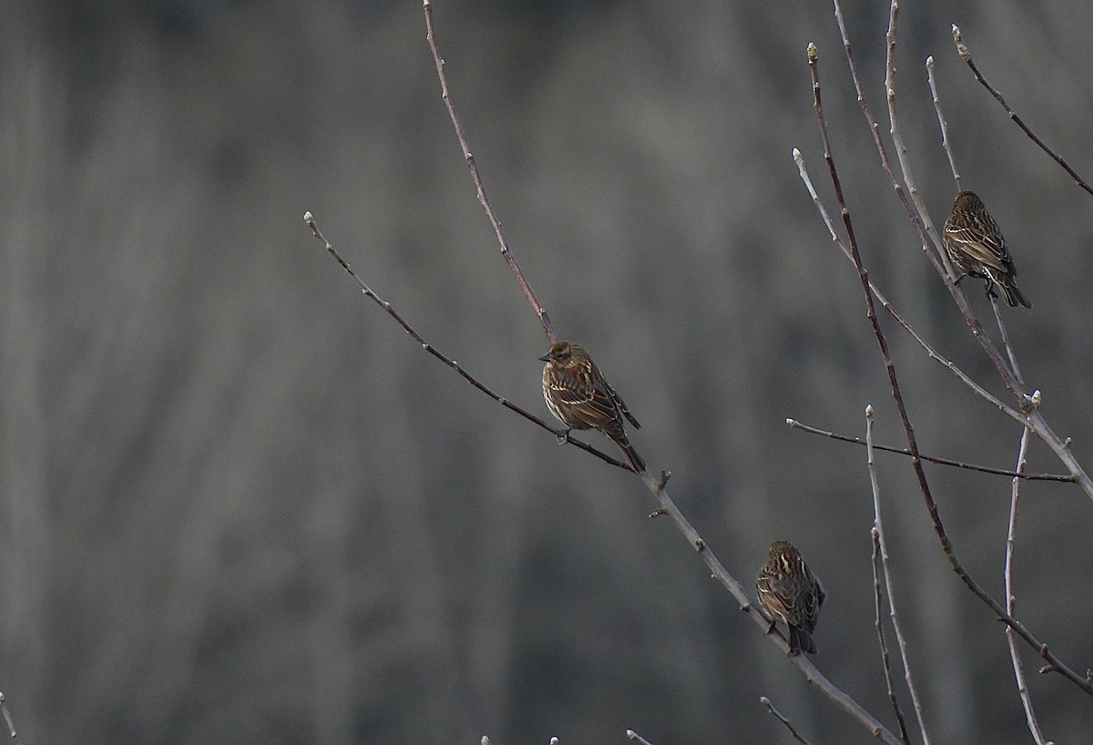 Red-winged Blackbird - ML647367575