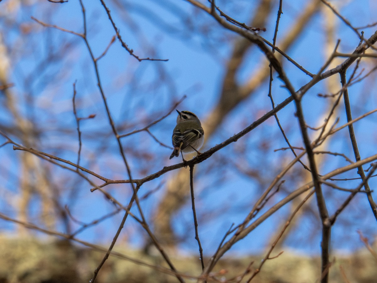 Golden-crowned Kinglet - ML647367581