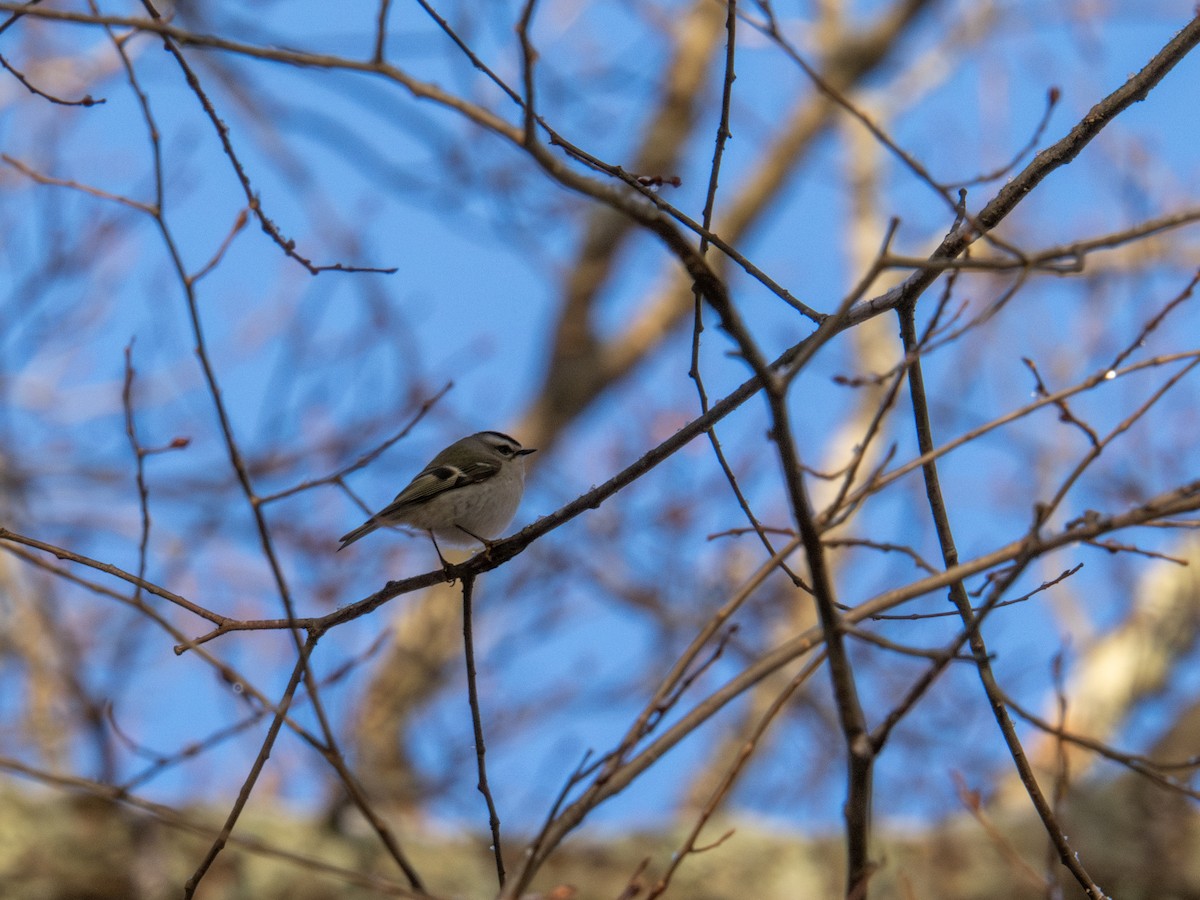 Golden-crowned Kinglet - ML647367582