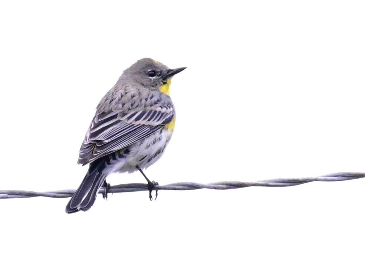 Yellow-rumped Warbler - ML647367596