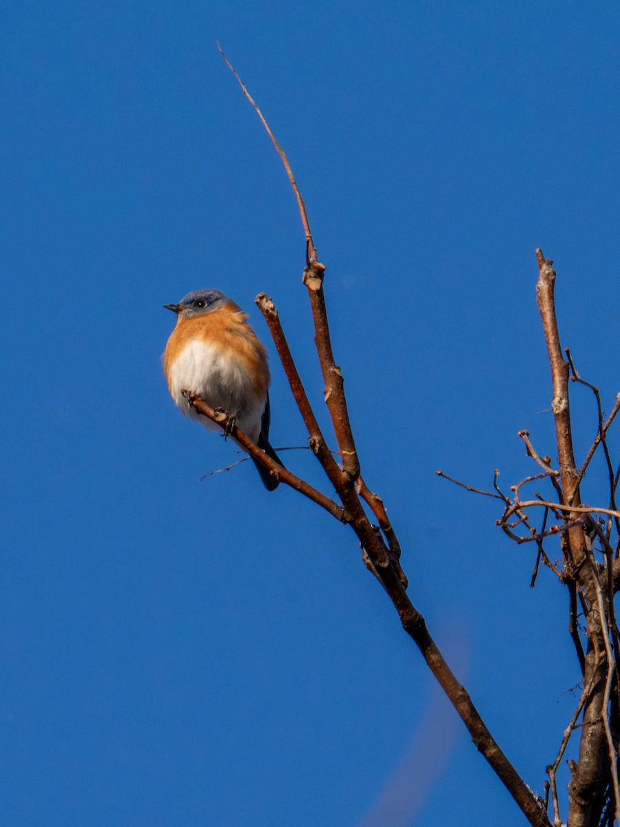 Eastern Bluebird - ML647367599