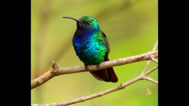 Lazuline Sabrewing - ML647367600