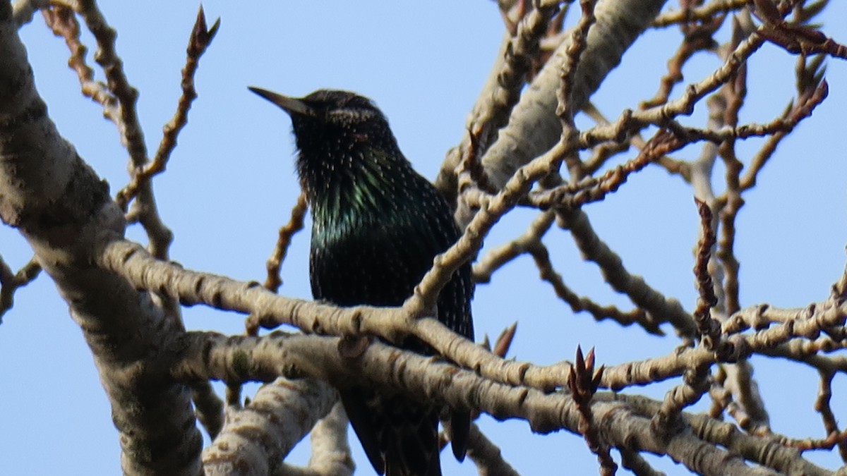 歐洲椋鳥 - ML647367601