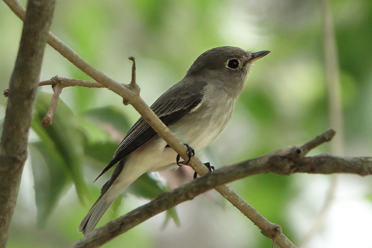 寬嘴鶲 - ML647367602