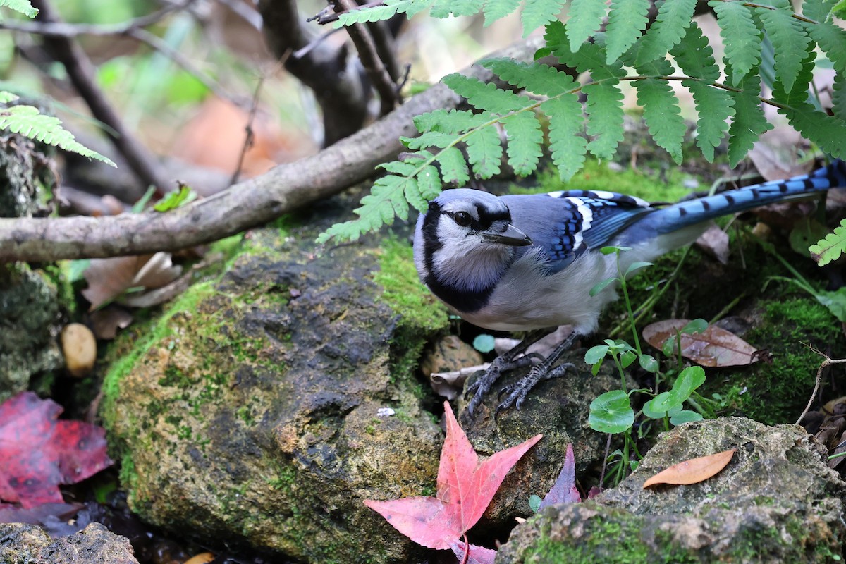 Blue Jay - ML647367604