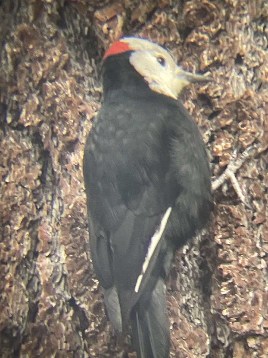 White-headed Woodpecker - ML647367605
