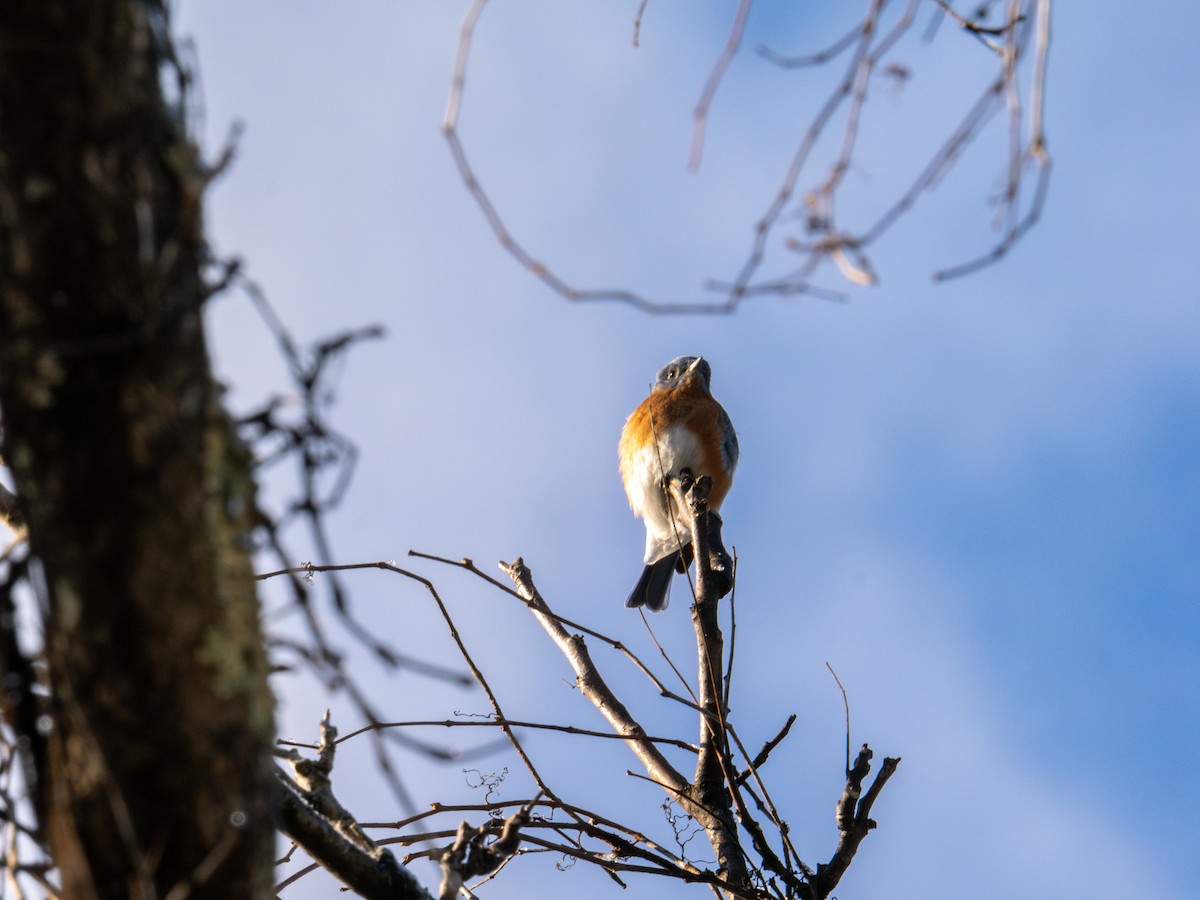 Eastern Bluebird - ML647367606