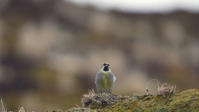 Yellow-bridled Finch - ML647367607