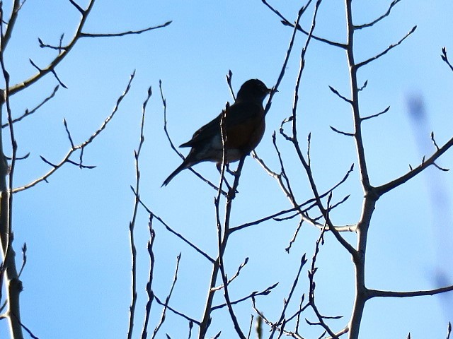American Robin - ML647367608