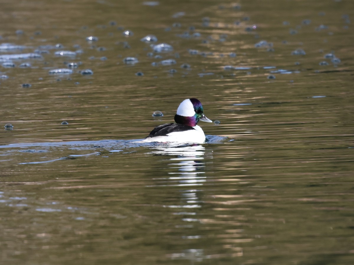 Bufflehead - ML647367609