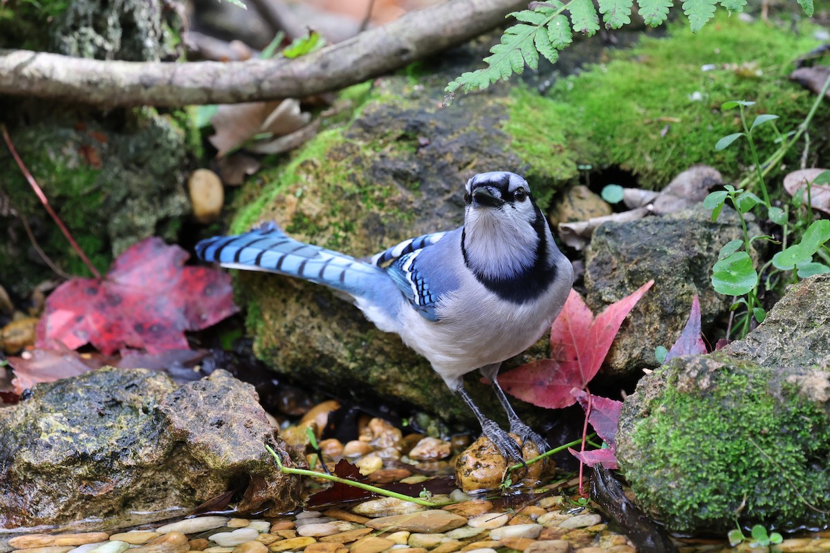 Blue Jay - ML647367610