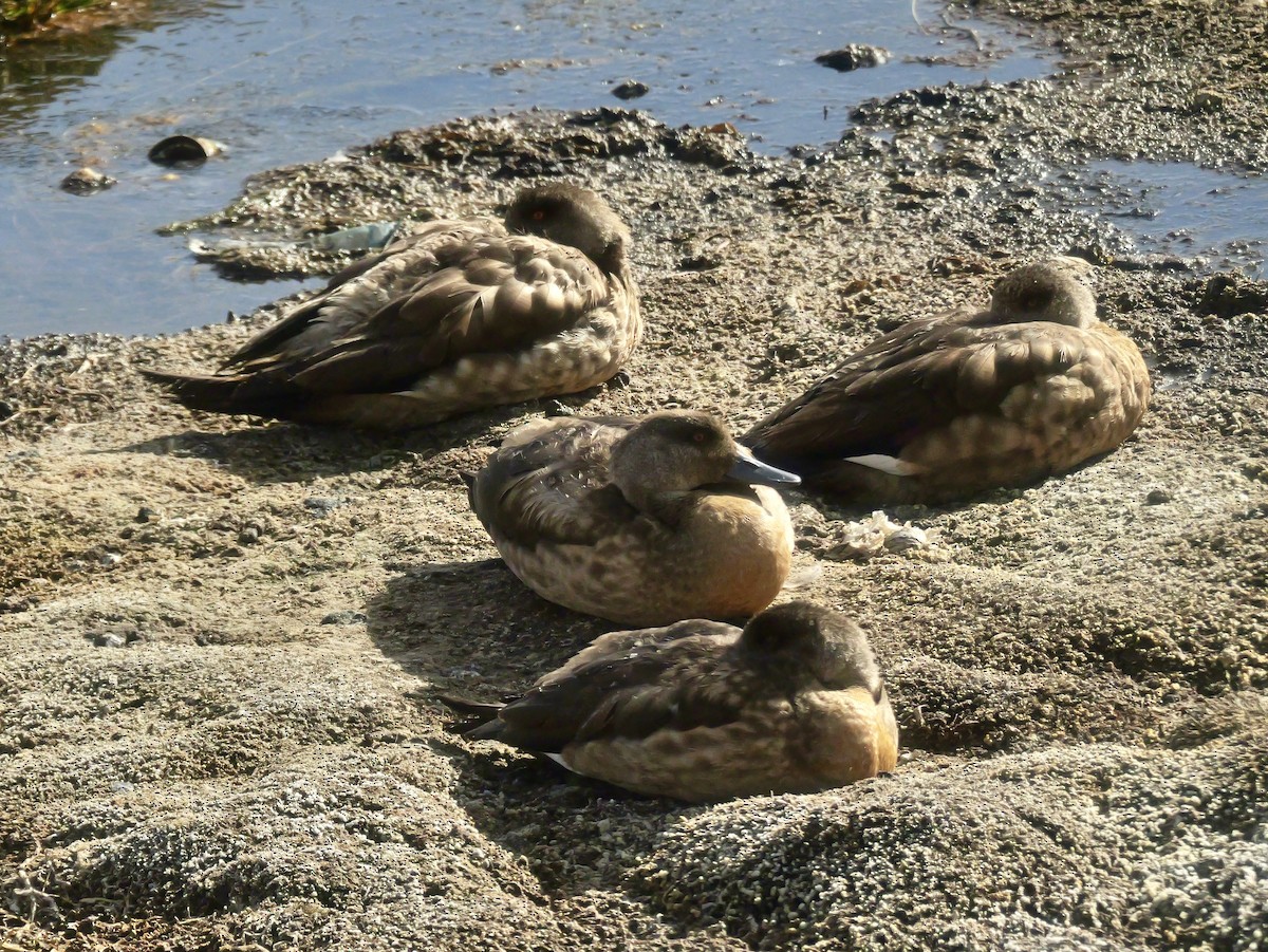 Crested Duck - ML647367611