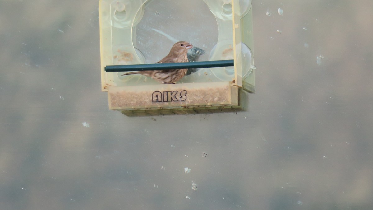 House Finch - ML647367613