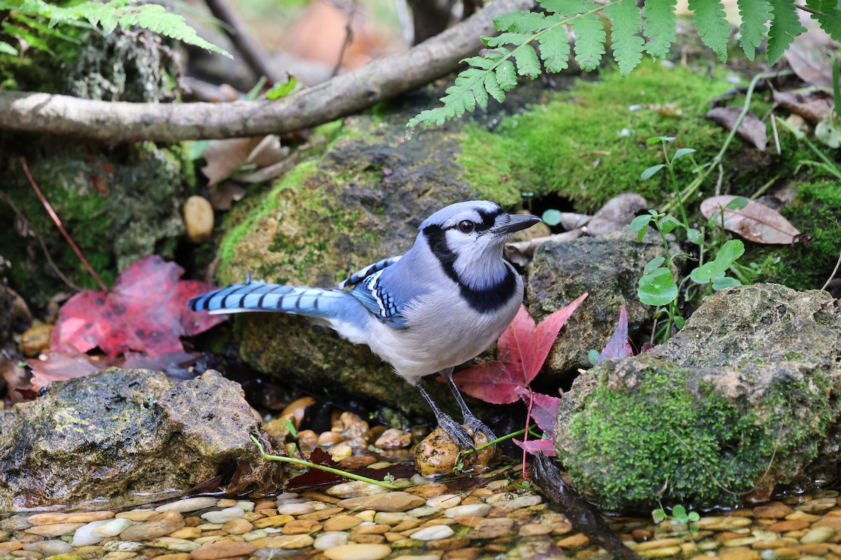 Blue Jay - ML647367614