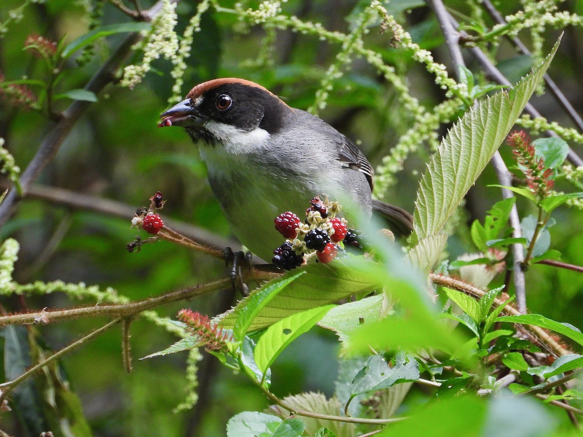 Bay-crowned Brushfinch - ML647367615