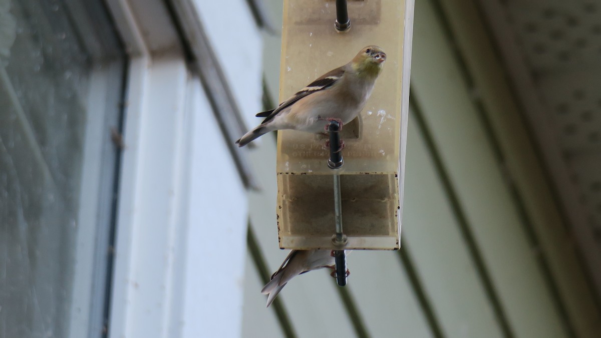 American Goldfinch - ML647367618
