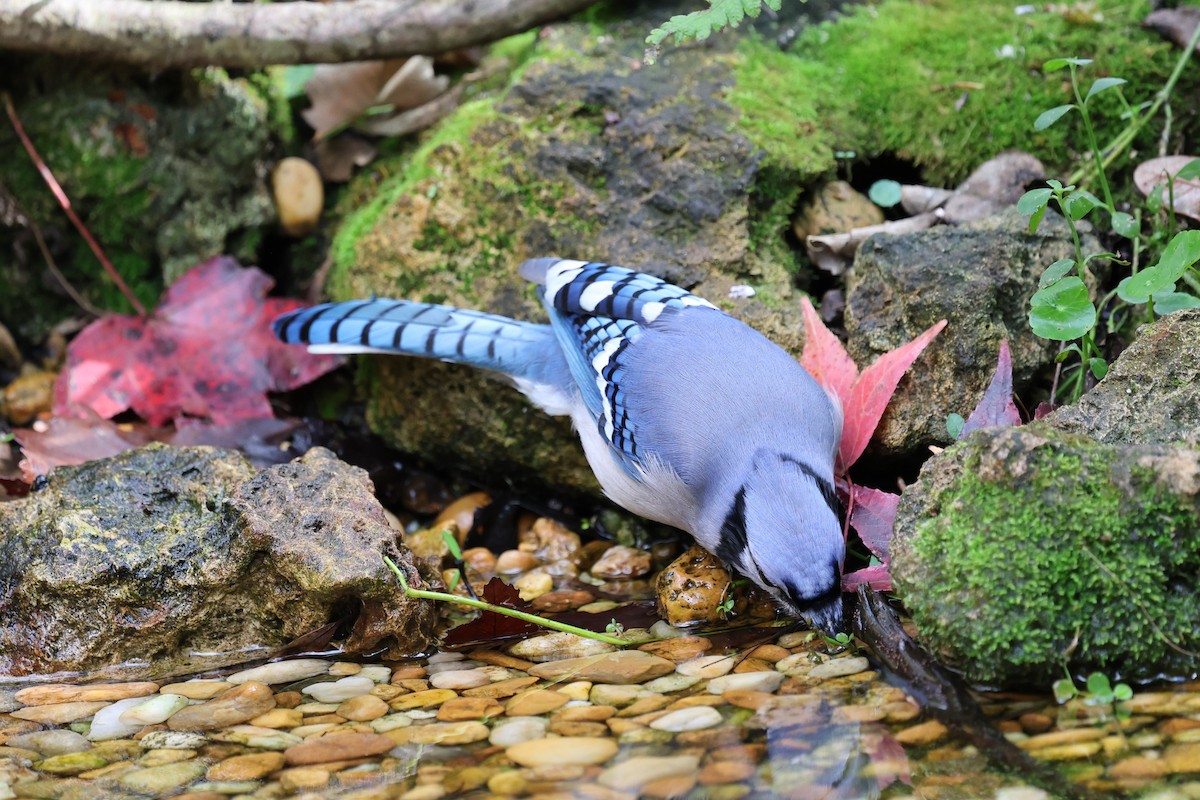 Blue Jay - ML647367619