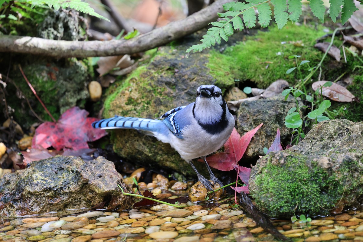 Blue Jay - ML647367621