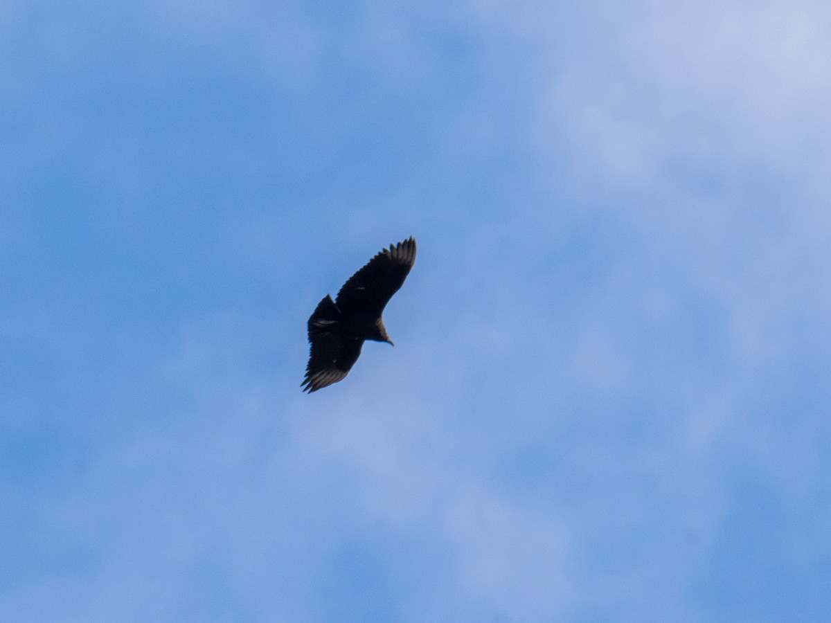 Black Vulture - ML647367622