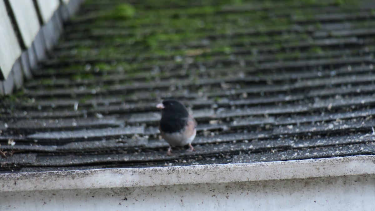 Dark-eyed Junco - ML647367623