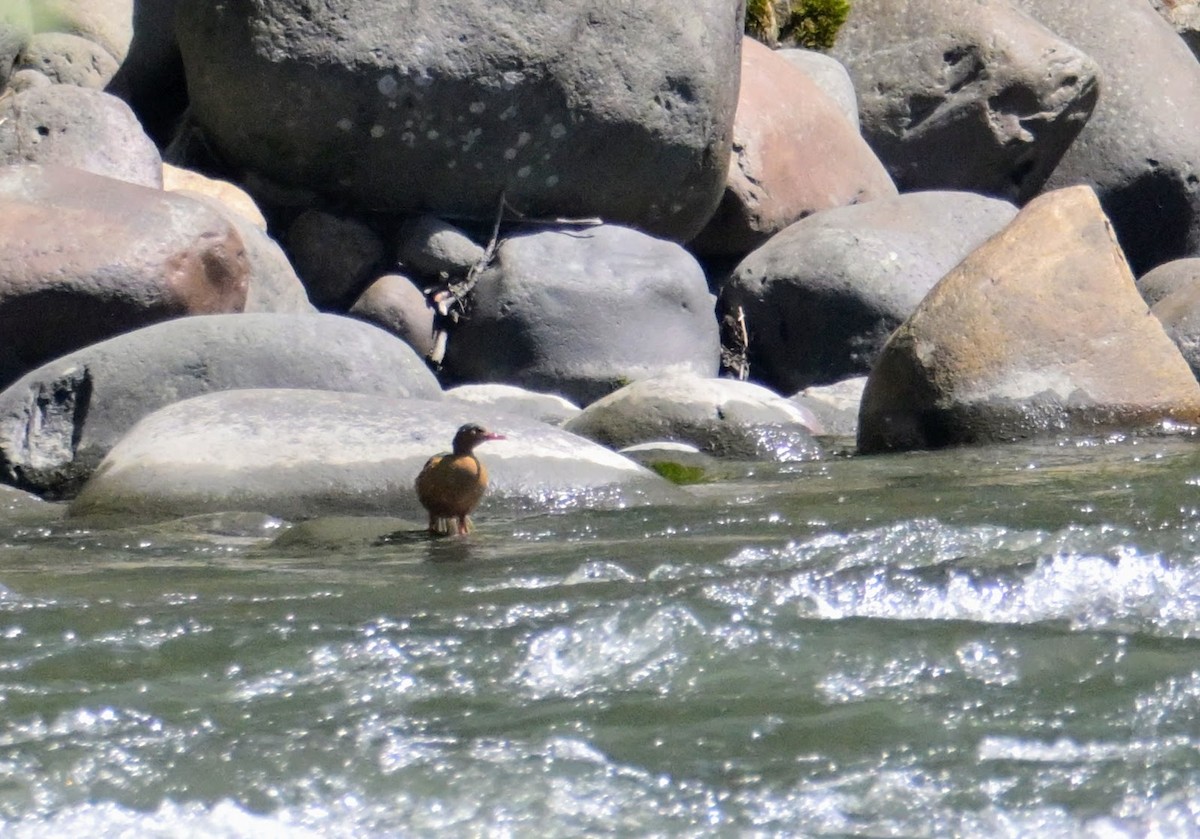 Torrent Duck - ML647367624