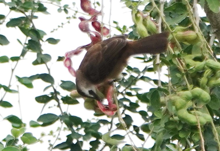 Yellow-vented Bulbul - ML647367625