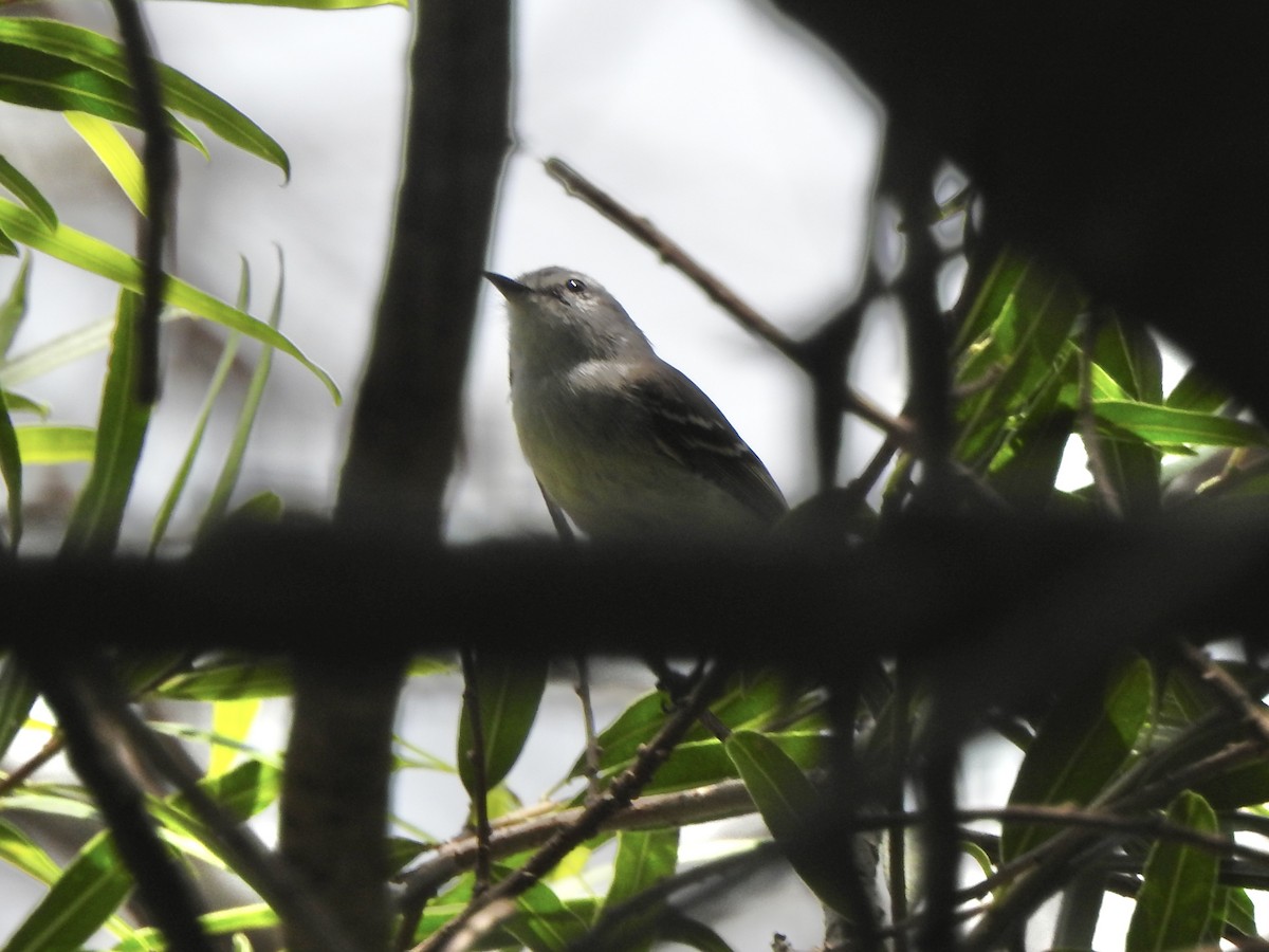 White-crested Tyrannulet - ML647367626