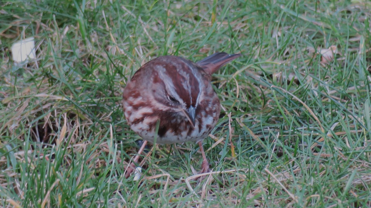 Song Sparrow - ML647367627