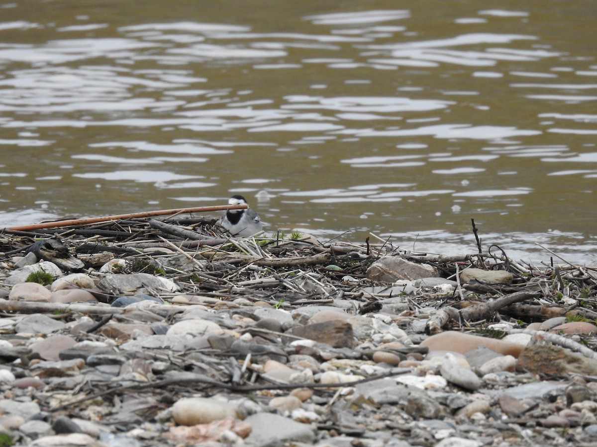 白鶺鴒 - ML647367628