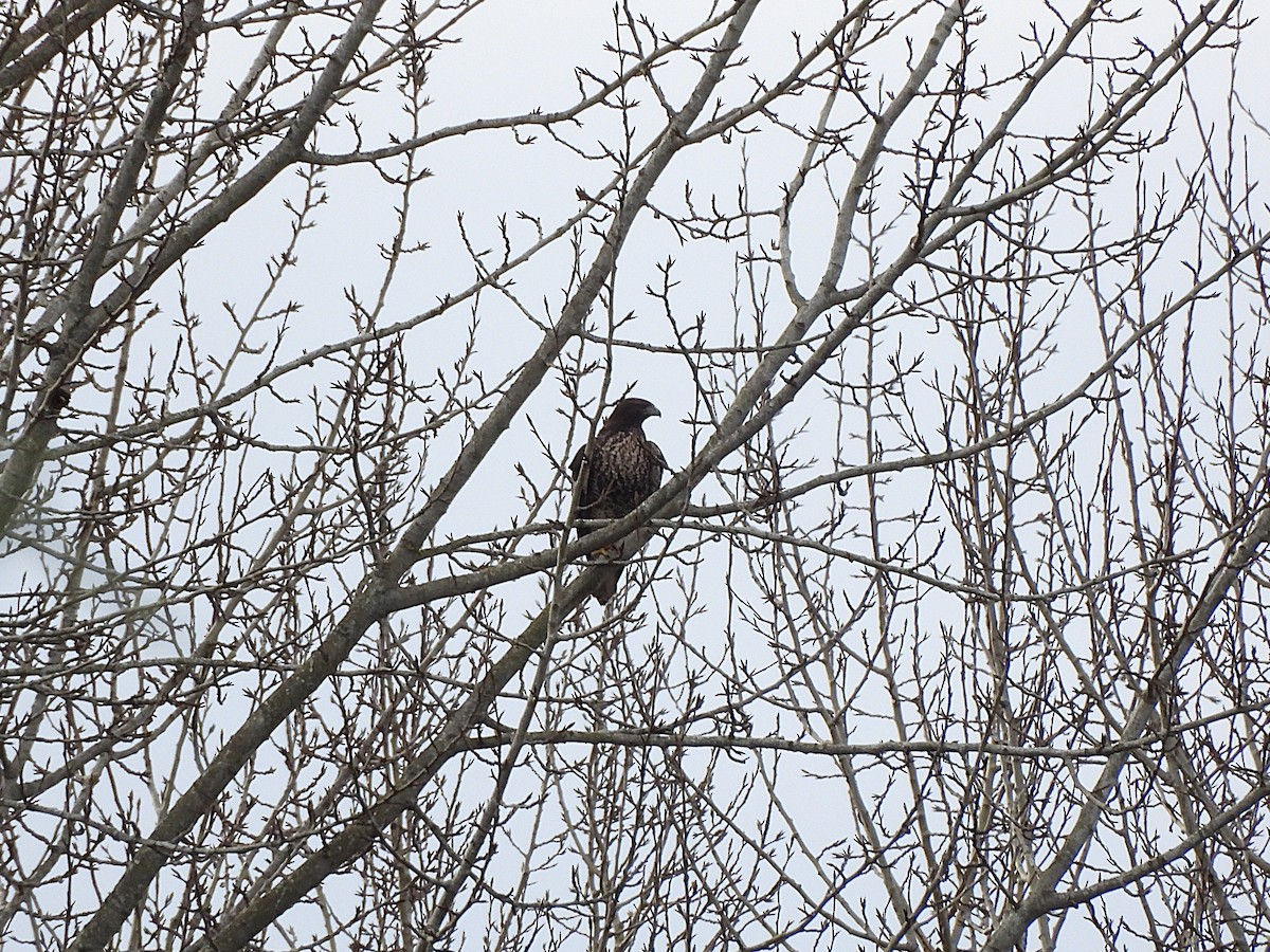 Red-tailed Hawk - ML647367629