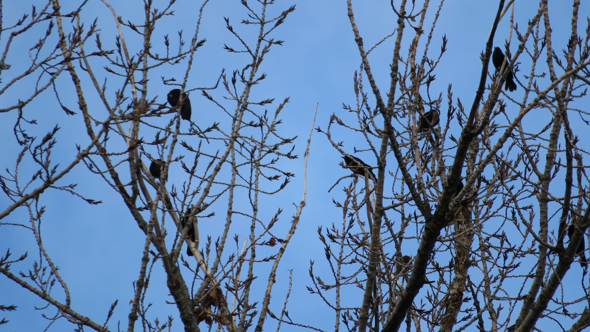 Red-winged Blackbird - ML647367630