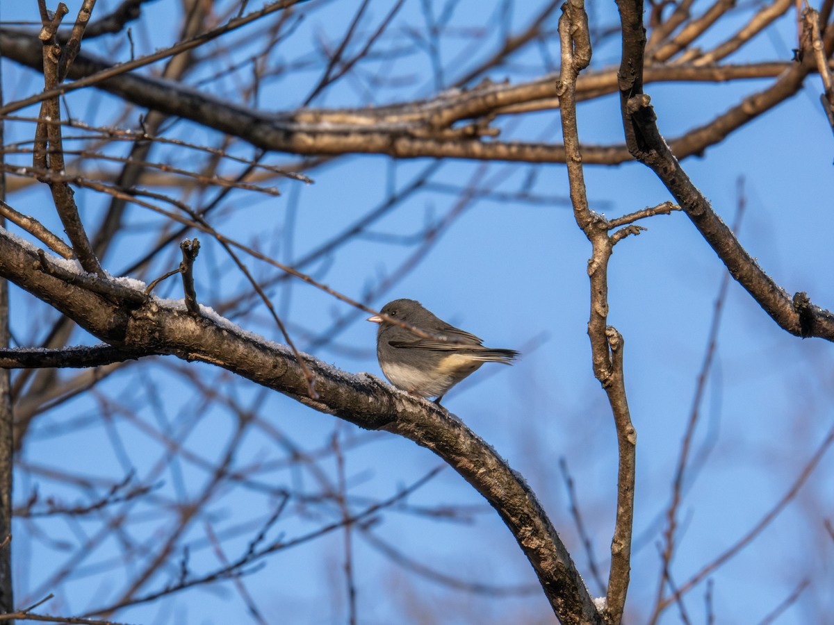 Dark-eyed Junco - ML647367633