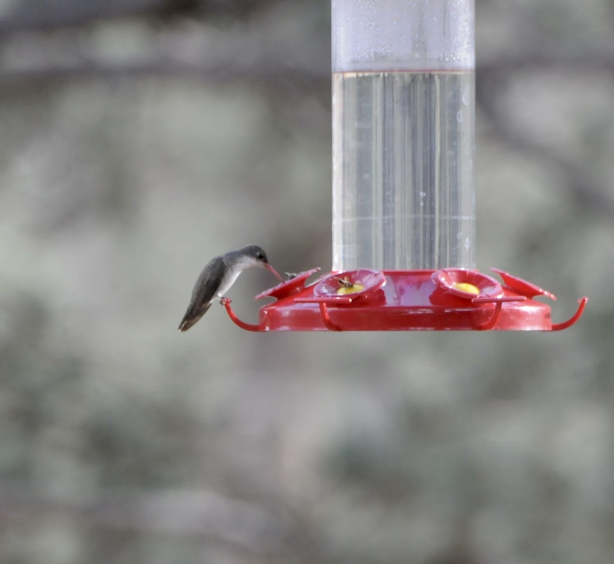 Violet-crowned Hummingbird - ML647367634