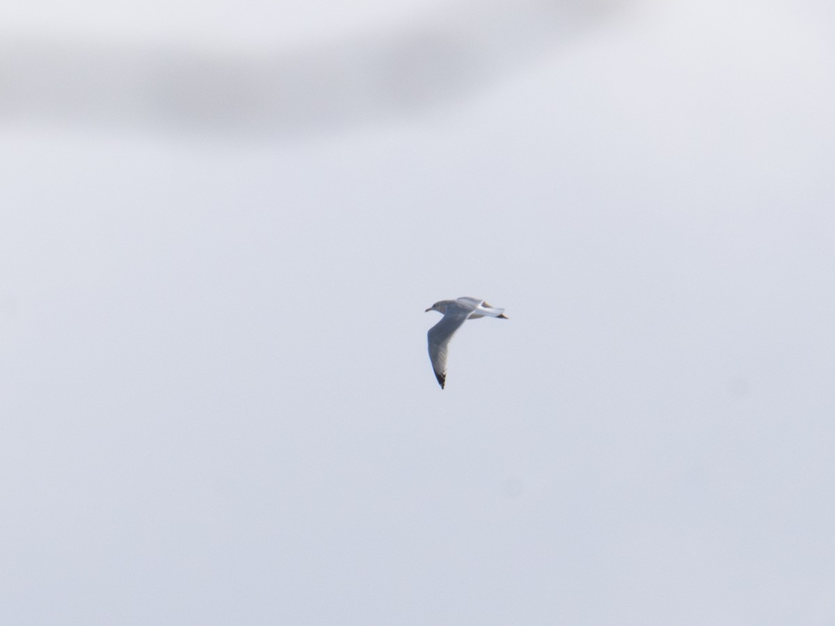 American Herring Gull - ML647367648