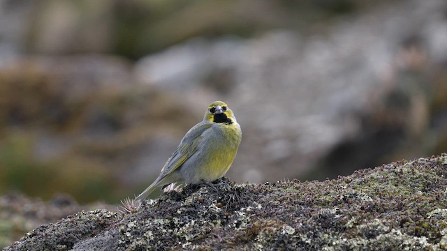 Yellow-bridled Finch - ML647367658