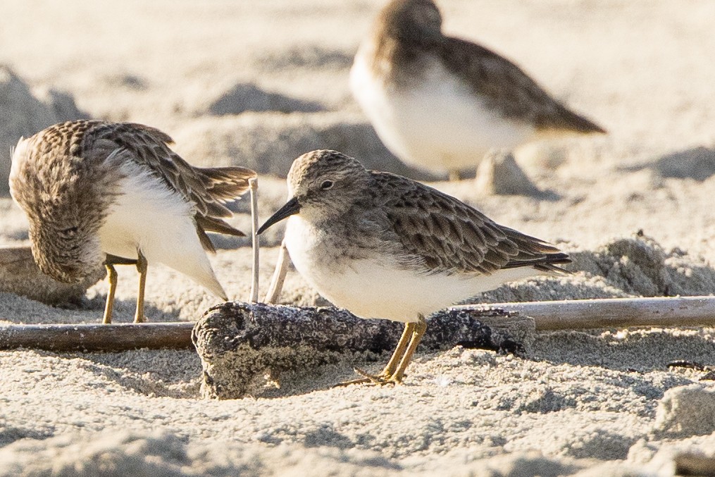 Least Sandpiper - ML647367661