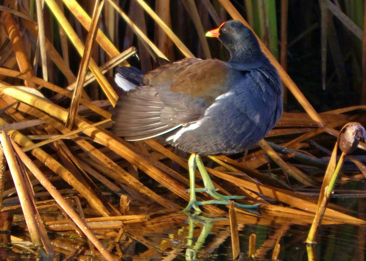 slípka americká - ML647367684