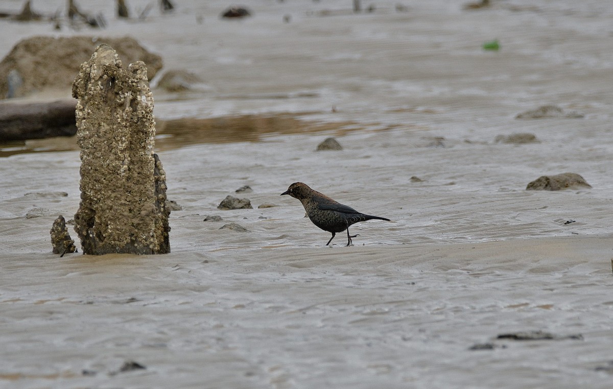 Rusty Blackbird - ML647367688