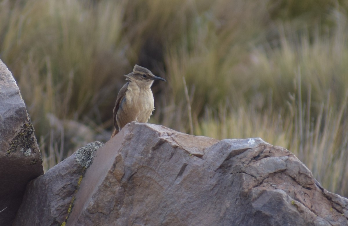 Langschnabel-Erdhacker - ML647367703