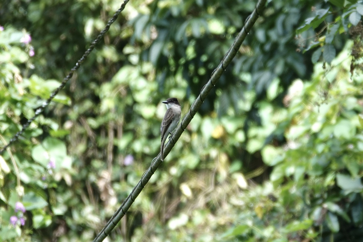 Tirano Guatíbere - ML647367706