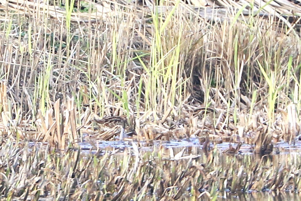 חרטומית ביצות - ML647367707