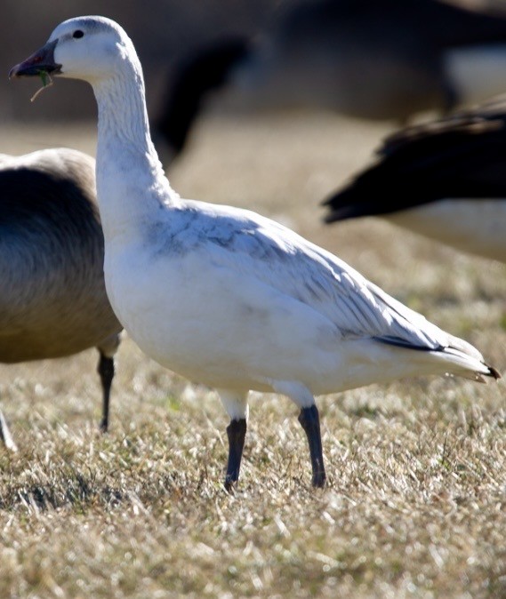 husa sněžní - ML647367708