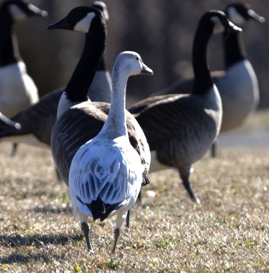 husa sněžní - ML647367709